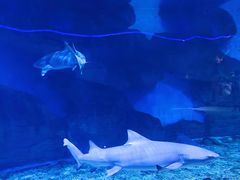 -泉城欧乐堡海洋极地世界