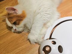 -猫和宫(六道口店)