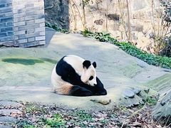 -都江堰中华大熊猫苑