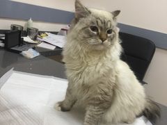 -艾贝尔宠物医院·狂犬免疫点(江山金象城店)