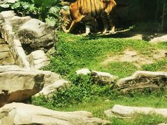 -深圳野生动物园