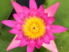 -中国科学院华南植物园