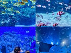 -海合安成都极地海洋公园