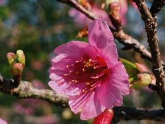 -天适樱花悠乐园