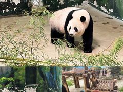 -杭州动物园