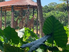 -海南热带野生动植物园