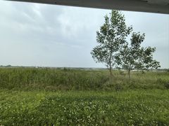 -盐城丹顶鹤湿地生态旅游区