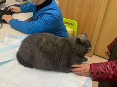 -菲丽丝宠物医院·24小时·猫科中心·免疫点(淮海分院)