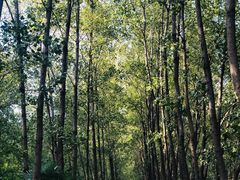 -合肥滨湖国家森林公园