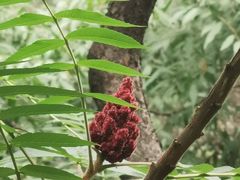 -碓臼峪自然风景区