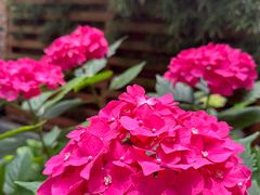 -谷咖啡·鲜花绿植花园餐厅