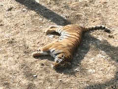 -石家庄市动物园