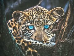 -罗红摄影艺术馆