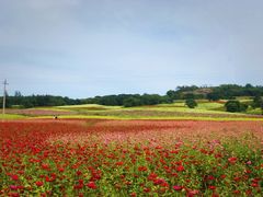 -莲花山花海