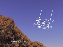 -上海共青森林公园