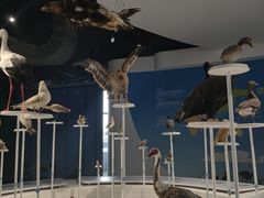 -盐城丹顶鹤湿地生态旅游区