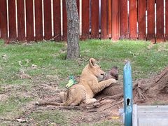 -西霞口神雕山野生动物世界