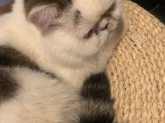 -Cappucimeow猫咪咖啡馆(韦伯时代店)
