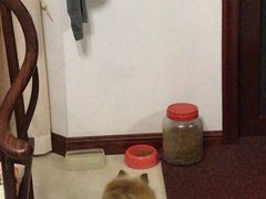 -蓝精灵饺子店