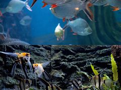 -上海海洋水族馆