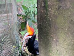 -吉隆坡雀鸟公园