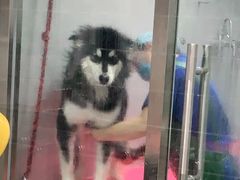 -宠福鑫康馨动物医院·骨科·眼科