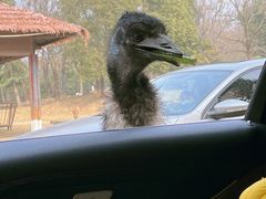 -常州淹城野生动物世界