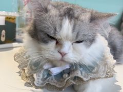 -怪兽屋·羊驼·猫咖·狗咖(俊华广场店)