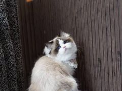 -猫十亿·布偶金渐层·曼基康矮脚猫舍(青年路店)