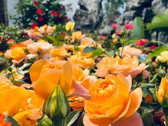 -双季花艺园艺市场(浦东店)