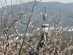 -香雪海