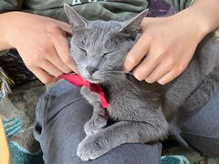 -喵屿·大理花园猫咖