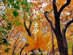 -北京西山国家森林公园