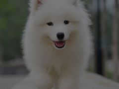 -北京京卫宠物寄养训练中心