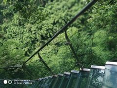 -川西竹海景区