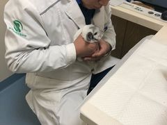 -瑞派·关忠动物医院·异宠专科·犬猫肿瘤·皮肤专科(望京店)