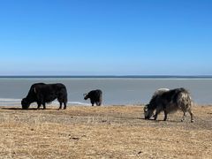 -青海湖国家重点风景名胜区