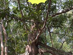 -中国科学院西双版纳热带植物园