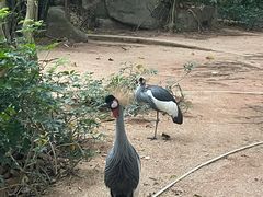 -深圳野生动物园