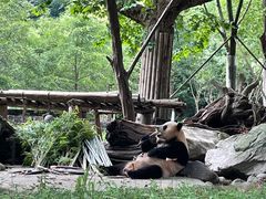 -都江堰中华大熊猫苑