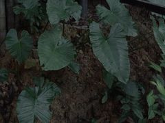 -海南槟榔谷黎苗文化旅游区