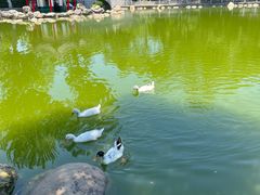 -莲湖公园