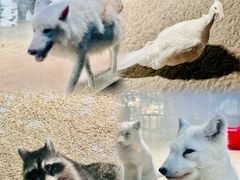 -海合安天津极地海洋公园