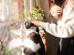 -海边的猫和咖啡馆