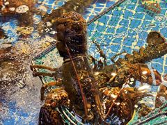 -驻海渔市(置信店)