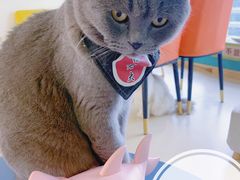 -猫在这儿猫咪咖啡馆·撸猫馆