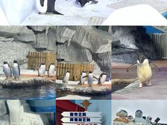 -海合安武汉极地海洋公园