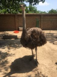 -上美四季动物农场