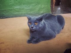 -猫猫幼稚园·撸猫·桌游·电玩
