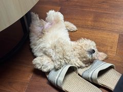 -翊宠yipet猫狗购宠庄园犬舍•猫舍